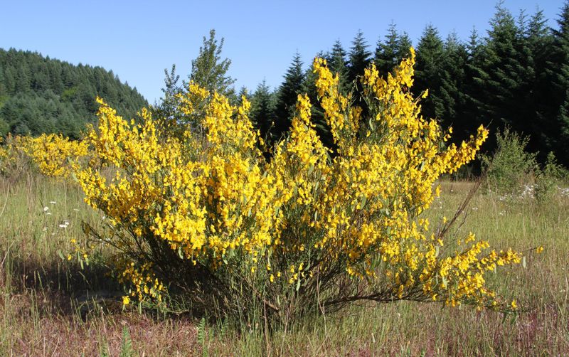 Scotch Broom (Cytisus scoparius)