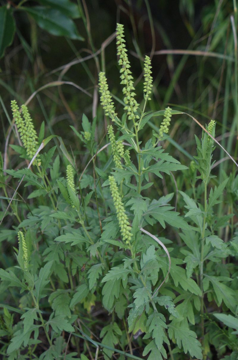Common Ragweed
