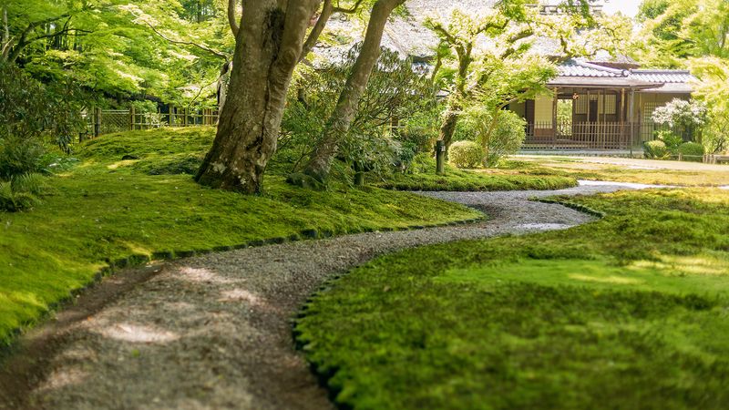 Moss Carpet Pathway