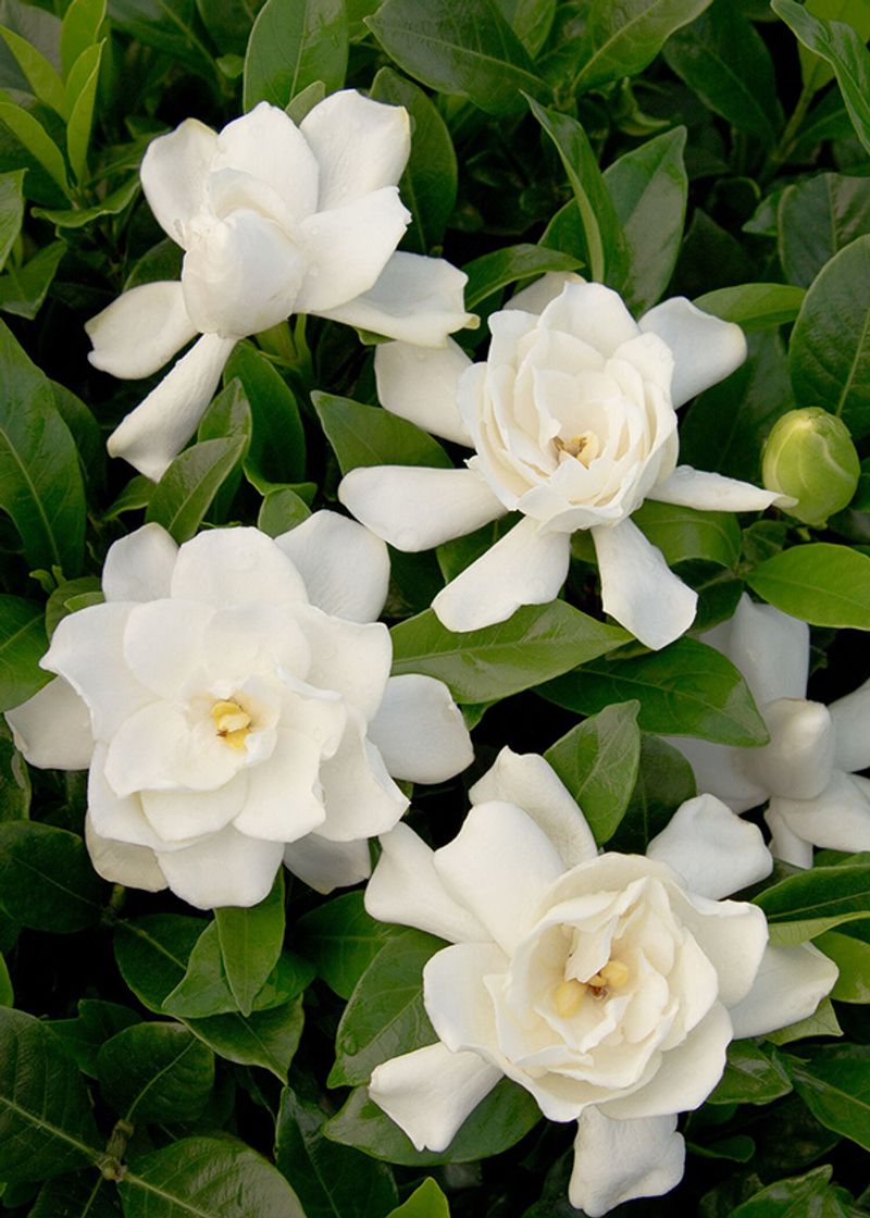 Gardenias (Gardenia jasminoides)