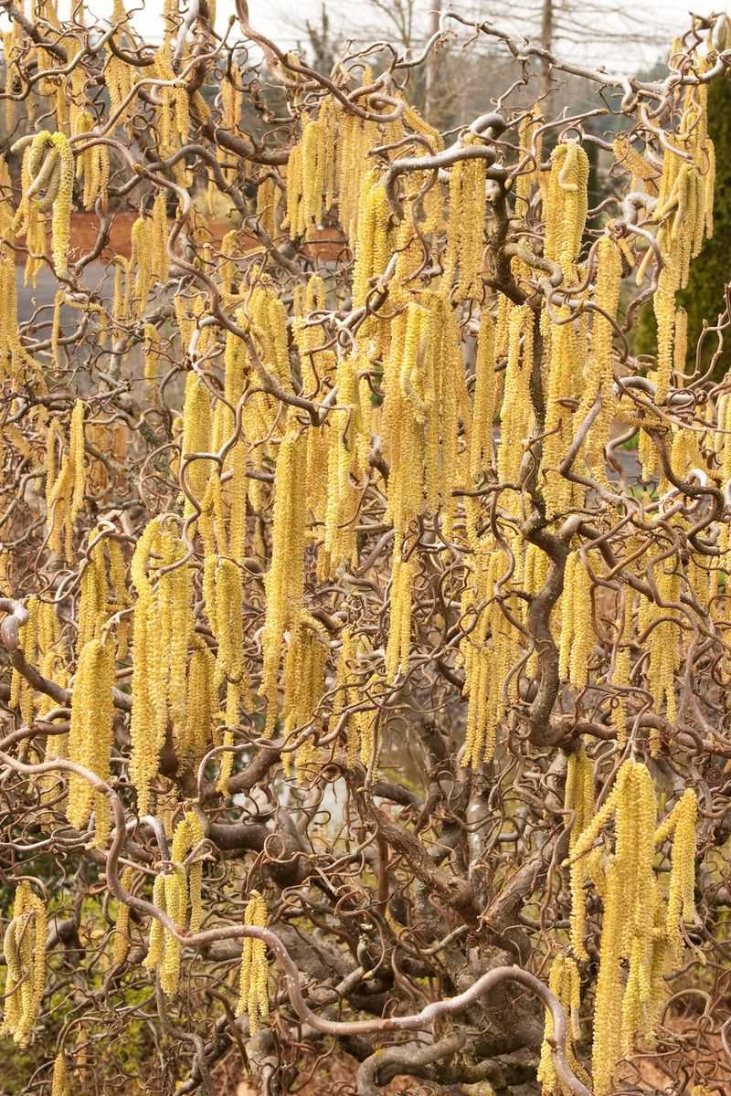 Harry Lauder’s Walking Stick (Corylus avellana ‘Contorta’)