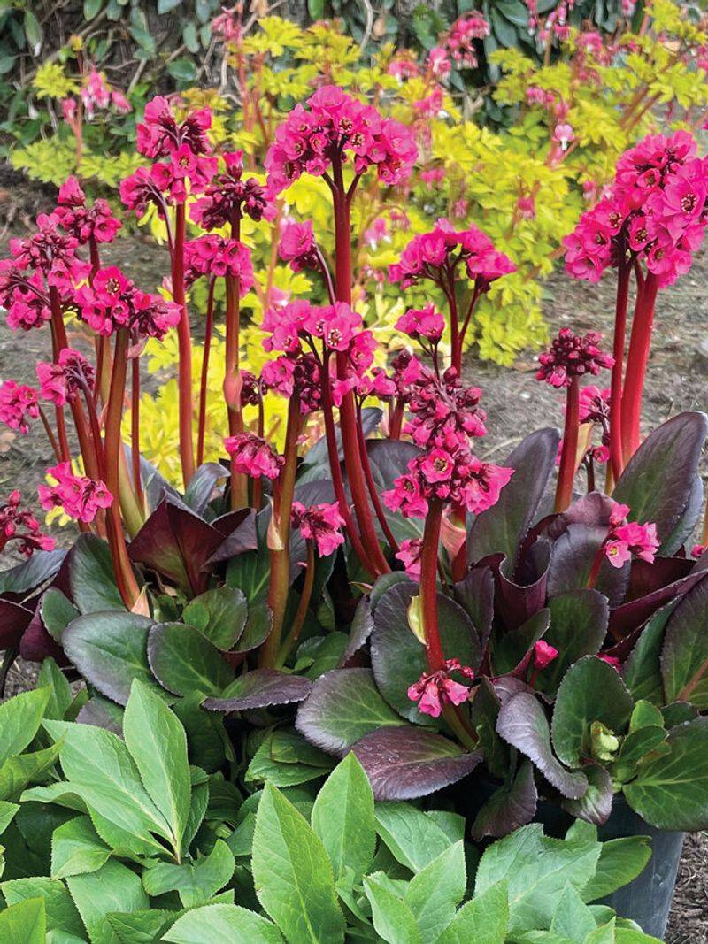 Bergenia