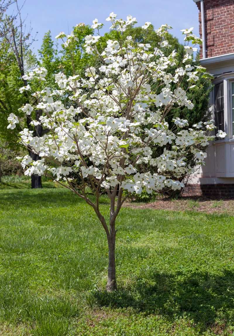 Dogwood (Cornus florida)