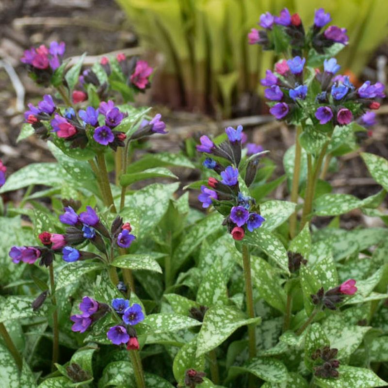 Lungwort (Pulmonaria)