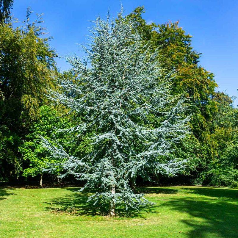 Blue Atlas Cedar