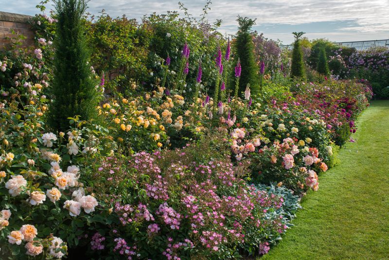Rose Borders