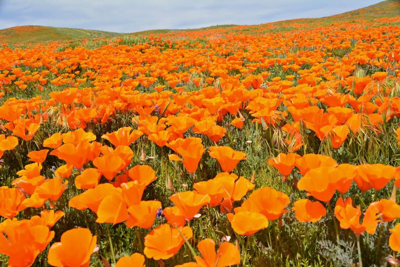 California Poppy
