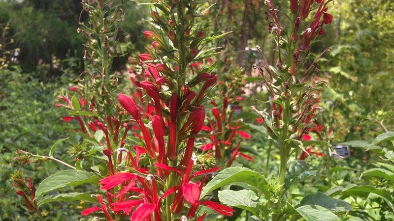 Cardinal Flower (Lobelia cardinalis)