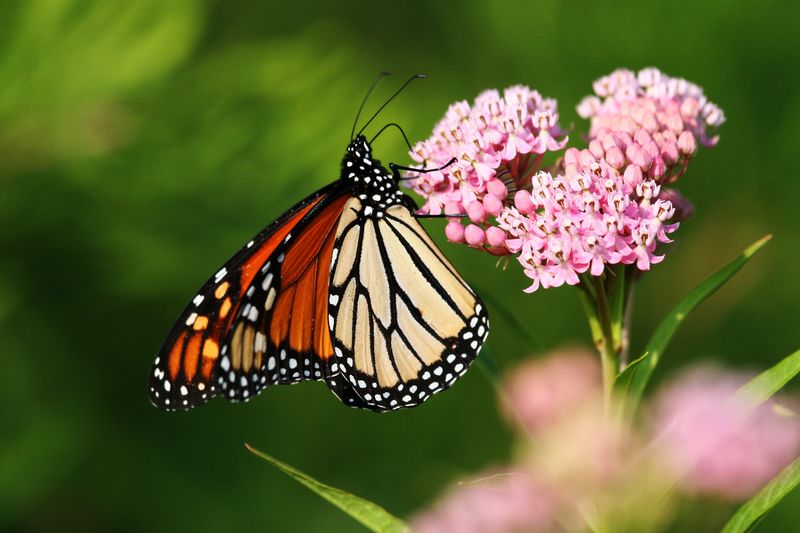 Swamp Milkweed (Asclepias incarnata)