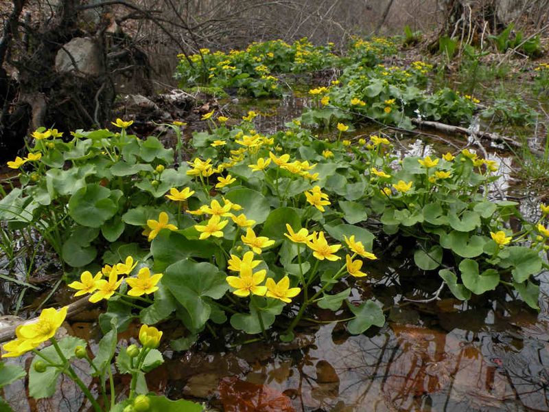 Marsh Marigold (Caltha palustris)