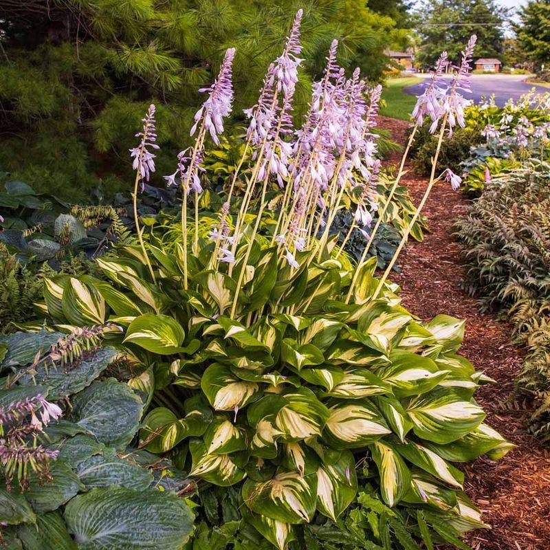 Hosta (Flowers!)
