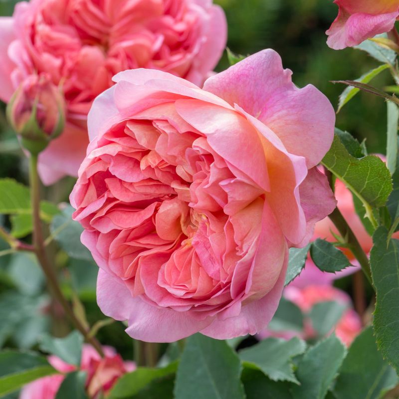 Boscobel Rose