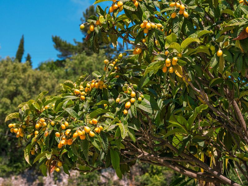 Loquat (Eriobotrya japonica)