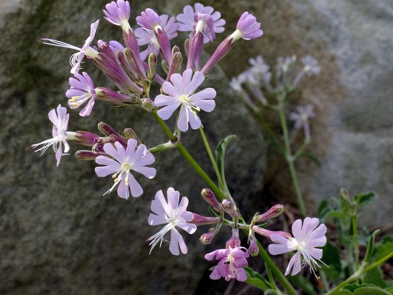 Gibraltar Campion