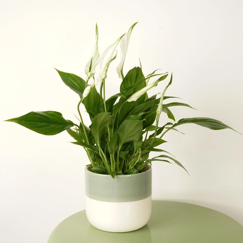 Peace Lily