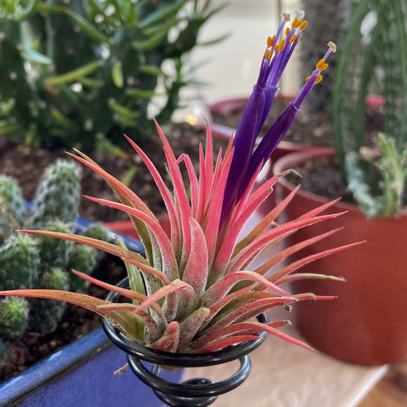 Tillandsia ionantha