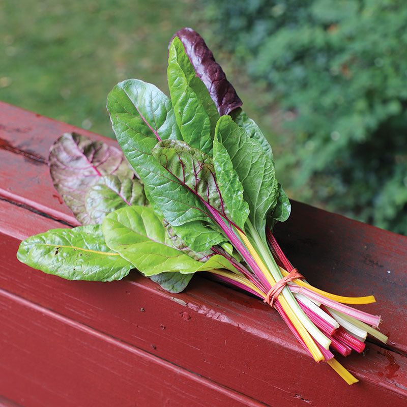 Swiss Chard (30-40 days for baby leaves) – Colorful and heat-resistant.