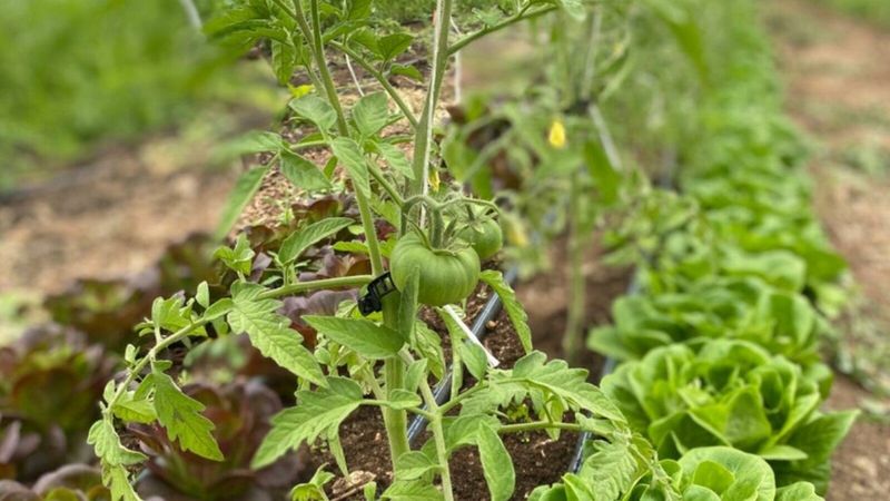 Cauliflower and Tomatoes