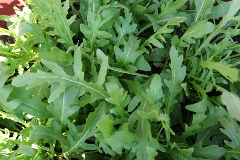 Arugula – 16 per square (spaced 3″ apart)