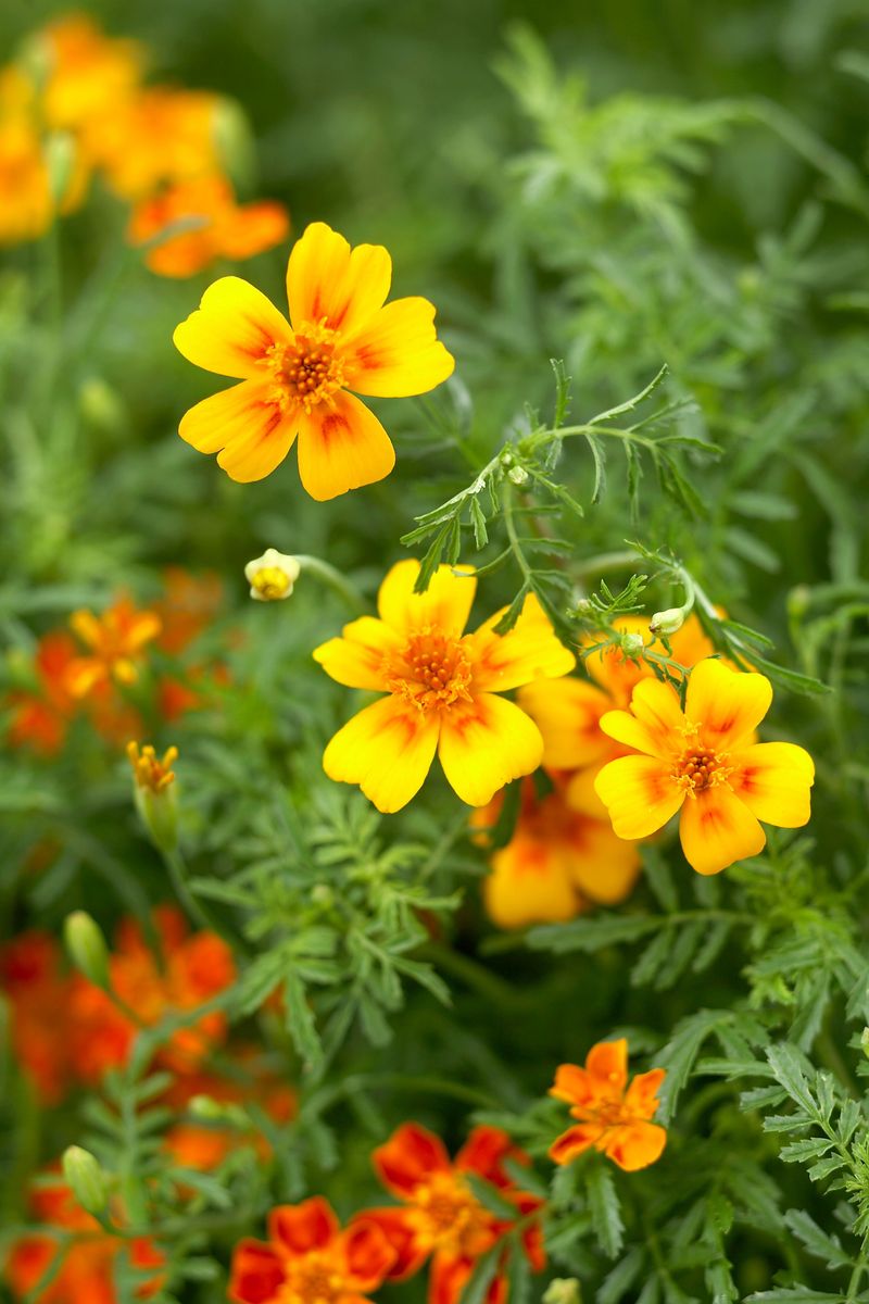 Marigold (Tagetes)