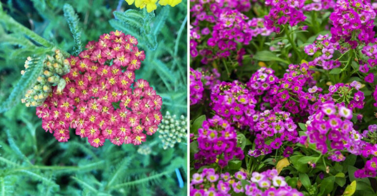 Keep Pests Off Citrus Trees With A Colorful Flower Ladybugs Love