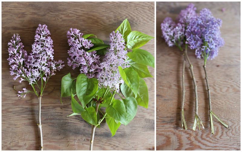 Re-cut Stems Every 1–2 Days