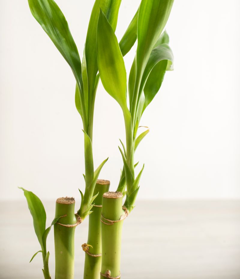 Lucky Bamboo