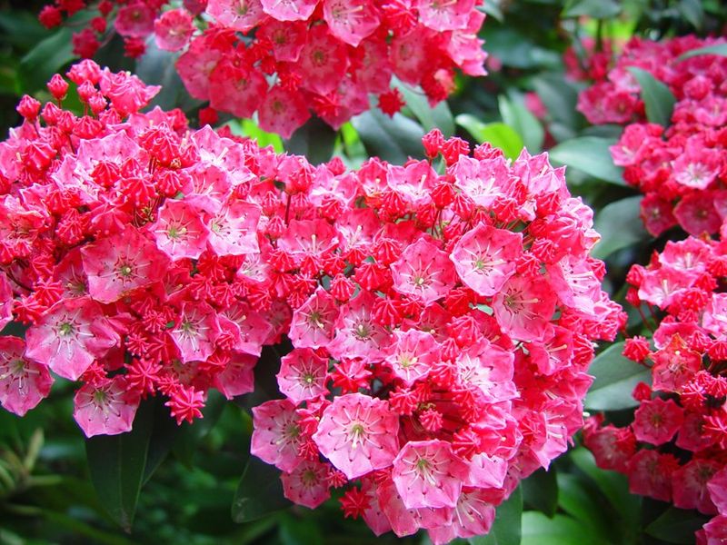 Mountain Laurel