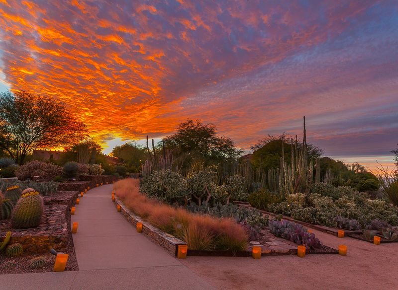 Desert Botanical Garden, USA