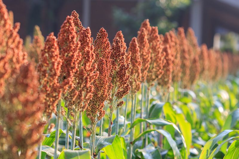 Sorghum