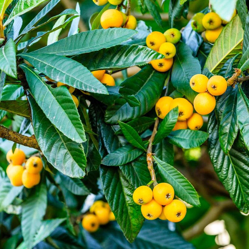 Loquat