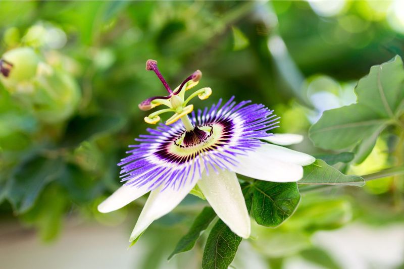 Passionflower: Passionate Patience Required