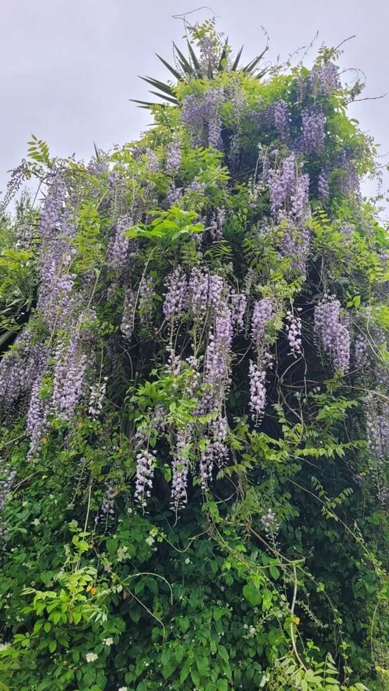 Chinese Wisteria (Wisteria sinensis)