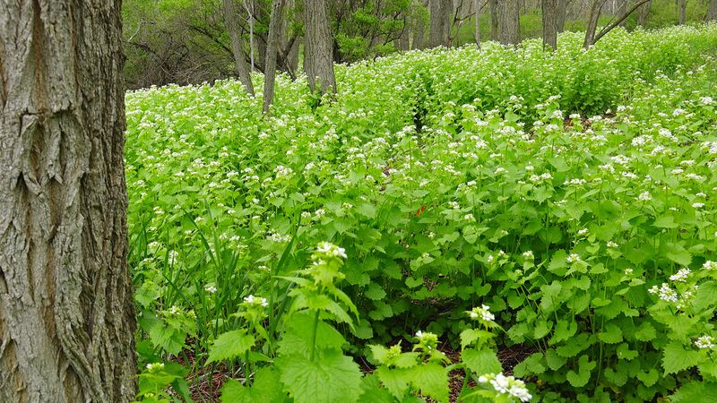 Garlic Mustard