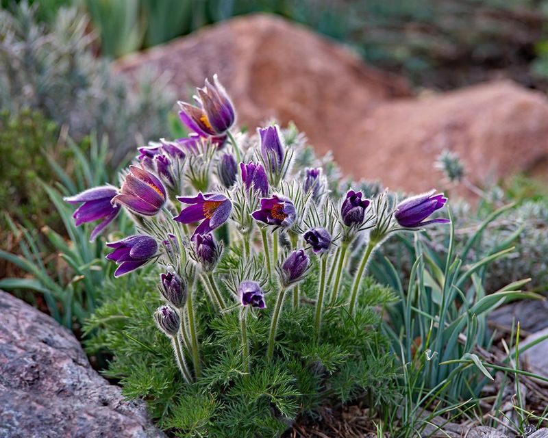 Pasque Flower