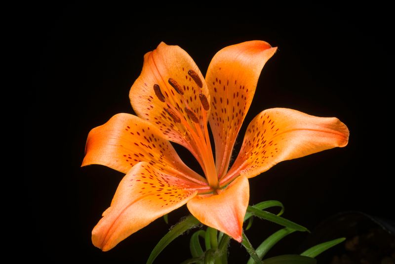 Fire Lily