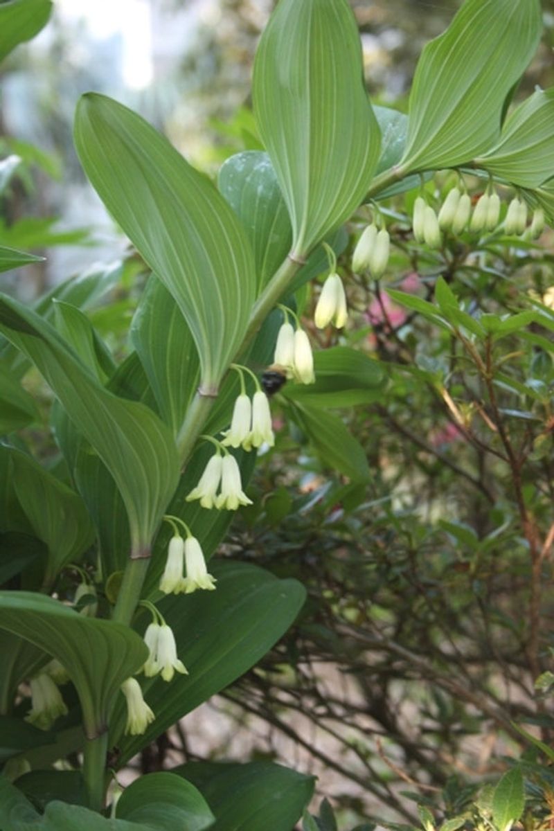 Solomon's Seal