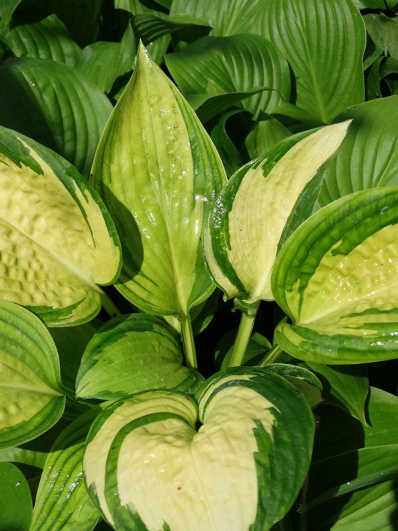Hosta