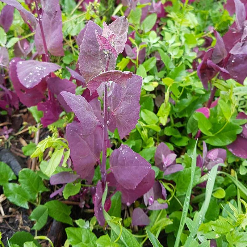 Orache: The Mountain Spinach