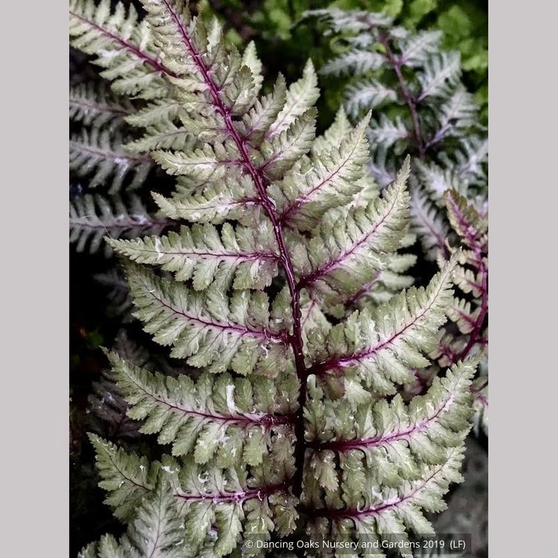 Japanese Painted Fern