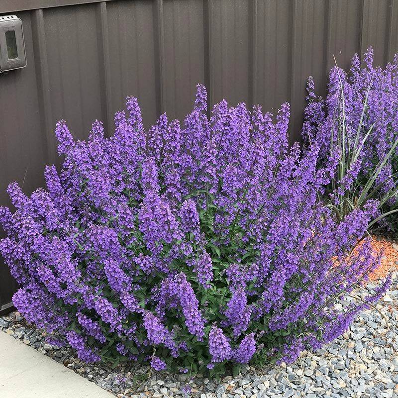 Catmint (Nepeta)