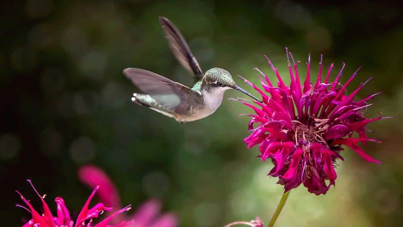 Bee Balm (Monarda didyma)