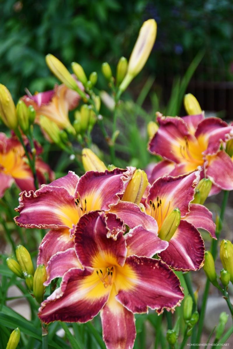 Daylily (Hemerocallis spp.)