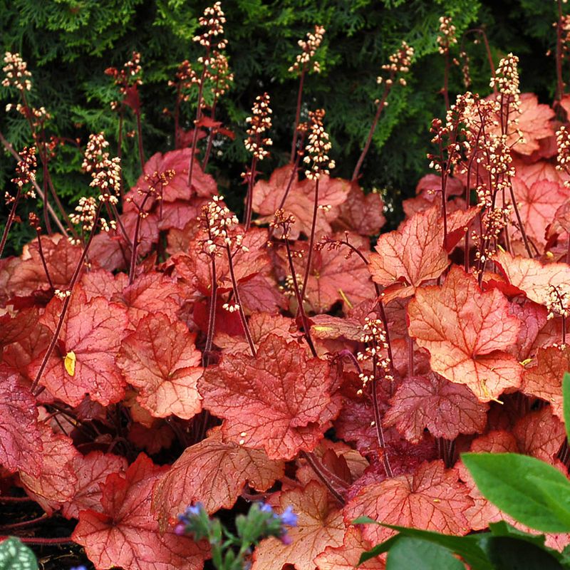 Heuchera