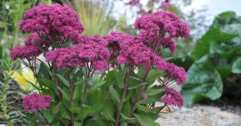 Sedum