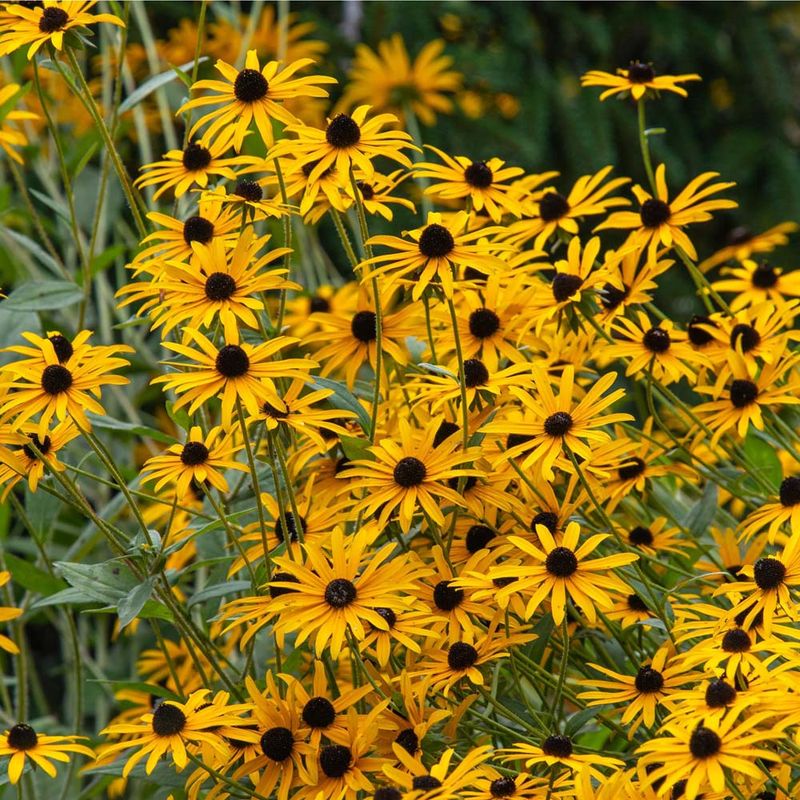 Rudbeckia