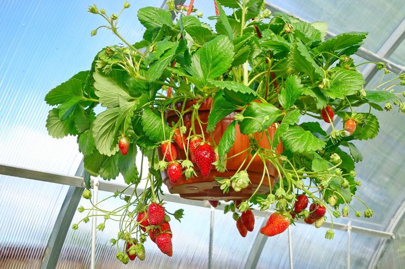 Strawberry Plants