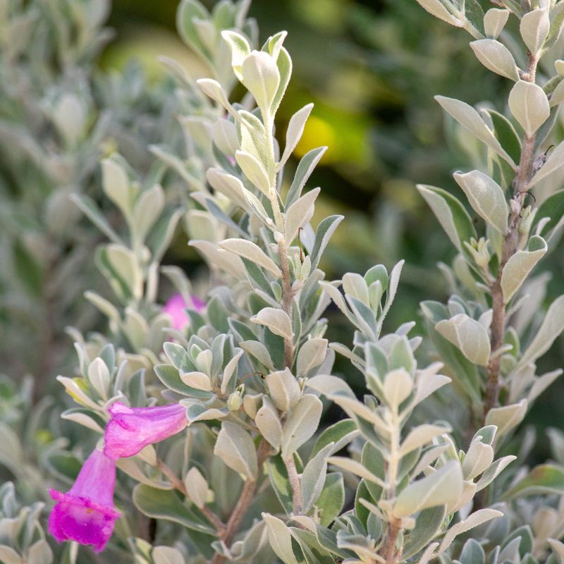 Texas Sage (Leucophyllum frutescens) – Why it survives: Silver leaves reflect heat.