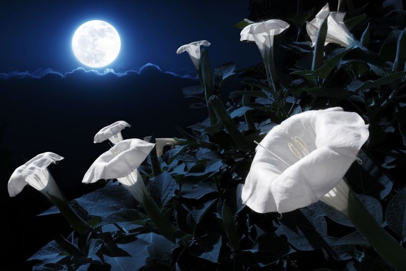 Moonlit Garden Ritual