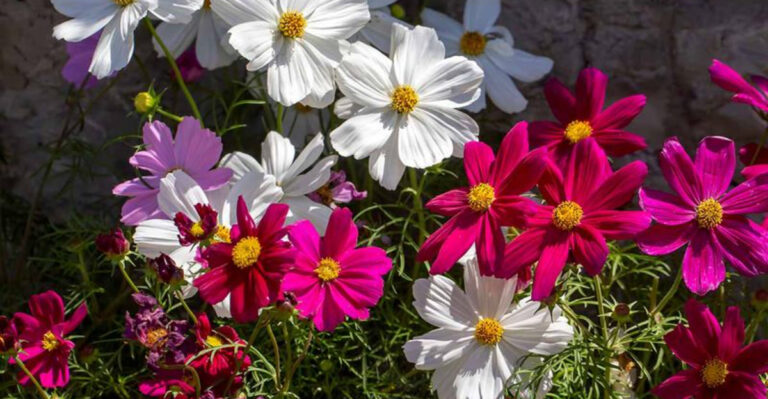 Late Spring Planting Guide: 20 Perfect Plants to Grow Now in Your Garden